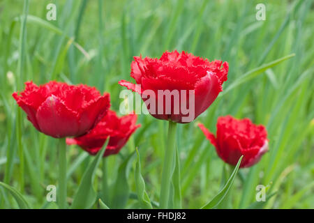 Red sfrangiato tulipani doppia closeup sul verde sfondo all'aperto Foto Stock