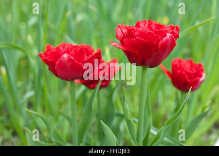 Red sfrangiato tulipani doppia closeup sul verde sfondo all'aperto Foto Stock