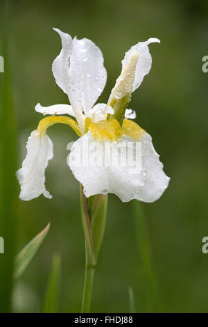 Iride bianco fiore closeup con gocce d'acqua sulla petali Foto Stock