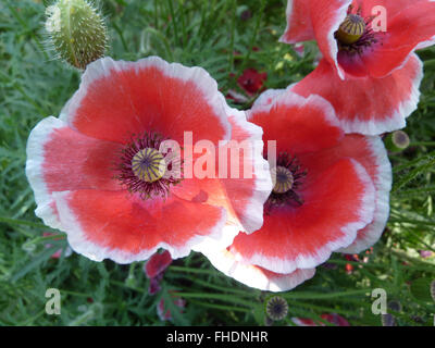 Papaver rhoeas, comune papavero, erbe ornamentali con pinnately dissezionati lascia, Pelosa, fiori di colore rosso con il bianco emarginati petali, fr Foto Stock