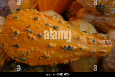 Cucurbita pepo, presenta verrucosa gourd, zucca ornamentale con si restringe gradualmente il collo, presenta verrucosa superficie, giallo, decorazioni del festival Foto Stock