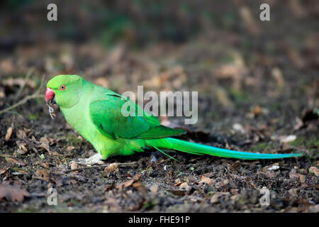 Ring-Necked parrocchetto, adulti di avanzamento sul terreno, Mannheim, Germania, Europa / (Psittacula krameri) Foto Stock
