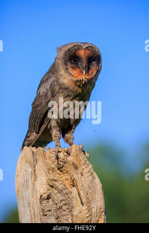 Sao Tome Barbagianni / (Tyto thomensis) Foto Stock