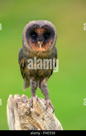 Sao Tome Barbagianni / (Tyto thomensis) Foto Stock