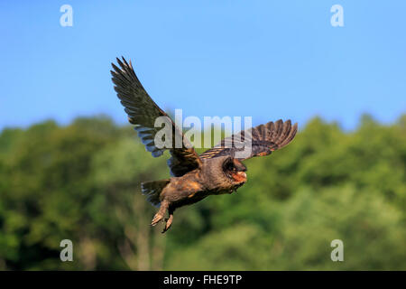 Sao Tome Barbagianni / (Tyto thomensis) Foto Stock