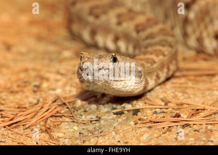 Prairie Rattlesnake, adulti ritratto, STATI UNITI D'AMERICA,Nordamerica / (Crotalus viridis) Foto Stock