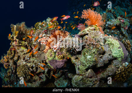 Le barriere coralline del Mar Rosso Foto Stock