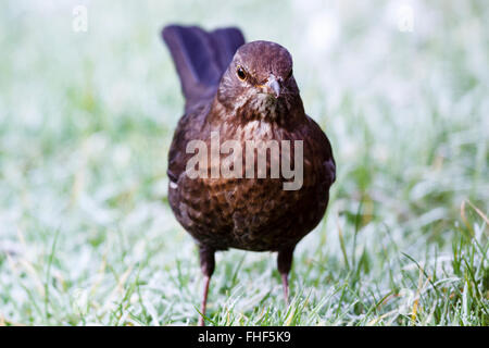 Il 25 febbraio 2016. Regno Unito: Meteo una femmina di Merlo (Turdus merula) estrae per il cibo al mattino la brina in East Sussex, UK Credit: Ed Brown/Alamy Live News Foto Stock