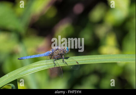 Blue Dasher/Blue Dasher dragonfly, Pachydiplax longipennis, si siede su una foglia, l'asciugatura è ali. Foto Stock