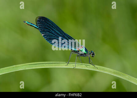 Belle demoiselle (Calopteryx virgo), maschio, il Cantone di Ginevra, Svizzera Foto Stock