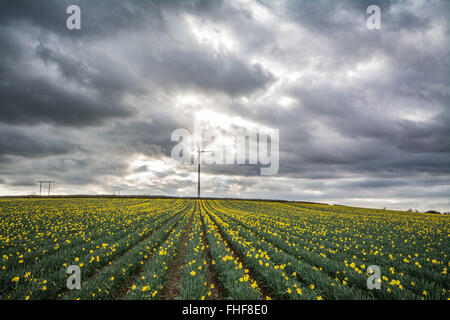 Hayle, Cornwall, Regno Unito. Il 25 febbraio 2016. Regno Unito Meteo. Nubi e pioggia a partire per tornare a South West Cornwall oggi. Credito: Simon Maycock/Alamy Live News Foto Stock