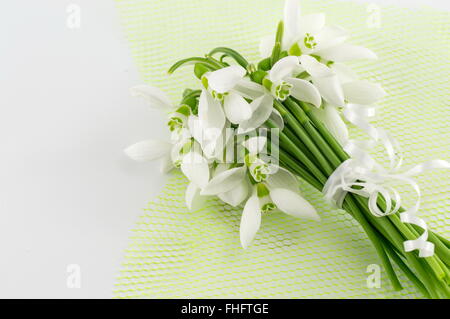 Snowdrops fresco bouquet su sfondo bianco Foto Stock