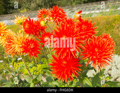Dahlia Vulcan semi-cactus Dahlia rosso arancio fiorisce in un giardino Foto Stock