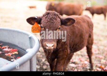 Un vitello marrone in una fattoria in autunno. Foto Stock