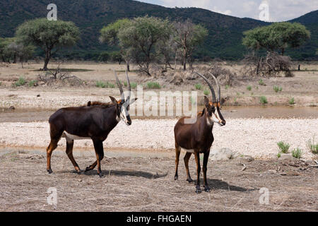 Coppia di Sable Antilopes, Hippotragus niger, Namibia Foto Stock
