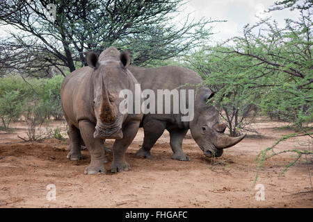 Coppia di Rinoceros bianco, Ceratotherium simum, Namibia Foto Stock