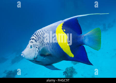 Yellowbar Angelfish, Pomacanthus maculosus, Mar Rosso, Dahab, Egitto Foto Stock