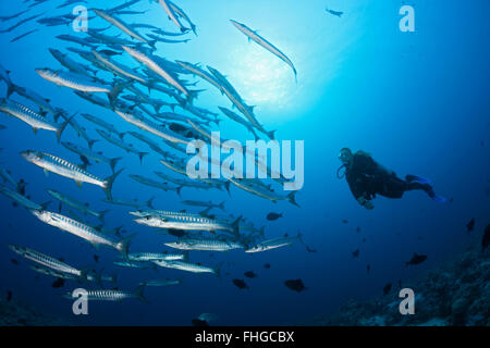 Secca di Blackfin Barracuda, Sphyraena qenie, Mar Rosso, Ras Mohammed, Egitto Foto Stock