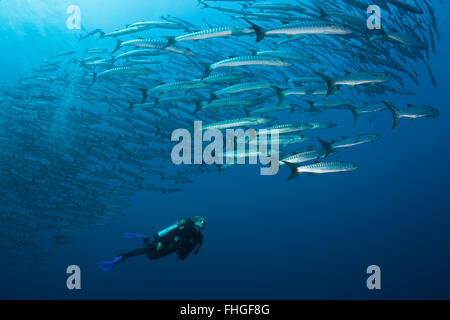 Subacqueo e secca di Blackfin Barracuda, Sphyraena qenie, Shaab Rumi, Mar Rosso, Sudan Foto Stock