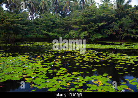 Lago con splendida fioritura di ninfee in un ambiente tropicale Foto Stock
