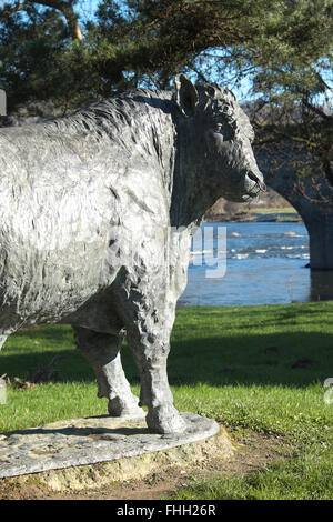 Builth Wells, Powys, Galles - dimensioni di vita Welsh Black Bull statua in bronzo sorge accanto al fiume Wye dallo scultore Gavin Fifield Foto Stock