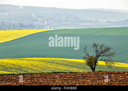 Lone Tree in colline. Verde e giallo campi in primavera della Moravia. Foto Stock