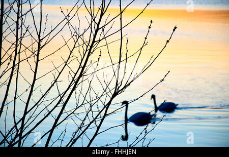 Una coppia di cigni al tramonto sul lago Foto Stock