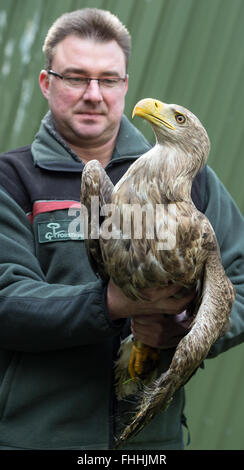 Elbe-Elter, Germania. Il 23 febbraio, 2016. Falko Goebert, Caposquadra forestale a livello regionale istituzione foresta del Brandeburgo, con un ferito sea eagle (Haliaeetus albicilla) presso il raptor stazione 'Oppelhainer Pechhuette' del Forester Hohenleipisch ufficio nel distretto rurale di Elbe-Elter, Germania, 23 febbraio 2016. La stazione di Raptor è il principale sito per la ricezione e la supervisione di feriti i rapaci diurni e notturni. Principali obiettivi è la reintroduzione allo stato selvatico. Foto: Patrick Pleul/dpa/Alamy Live News Foto Stock