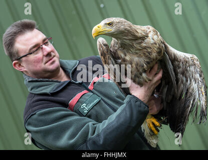 Elbe-Elter, Germania. Il 23 febbraio, 2016. Falko Goebert, Caposquadra forestale a livello regionale istituzione foresta del Brandeburgo, con un ferito sea eagle (Haliaeetus albicilla) presso il raptor stazione 'Oppelhainer Pechhuette' del Forester Hohenleipisch ufficio nel distretto rurale di Elbe-Elter, Germania, 23 febbraio 2016. La stazione di Raptor è il principale sito per la ricezione e la supervisione di feriti i rapaci diurni e notturni. Principali obiettivi è la reintroduzione allo stato selvatico. Foto: Patrick Pleul/dpa/Alamy Live News Foto Stock