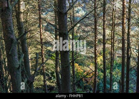 Pino tronchi contro il fitto bosco di conifere alberi in autunno la luce solare, Brockett Booth Plantation, Back Tor, Derbyshire, England, Regno Unito Foto Stock