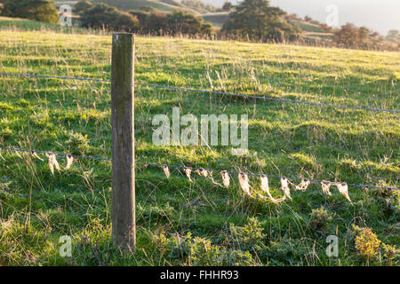 La lana di pecora fibre catturati da un recinto di filo spinato, Derbyshire, England, Regno Unito Foto Stock