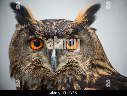 Elbe-Elter, Germania. Il 23 febbraio, 2016. Un gufo reale (Bubo bubo), fotografato alla stazione raptor 'Oppelhainer Pechhuette' del Forester Hohenleipisch ufficio nel distretto rurale di Elbe-Elter, Germania, 23 febbraio 2016. La stazione di Raptor è il principale sito per la ricezione e la supervisione di feriti i rapaci diurni e notturni. Principali obiettivi è la reintroduzione allo stato selvatico. Foto: Patrick Pleul/dpa/Alamy Live News Foto Stock