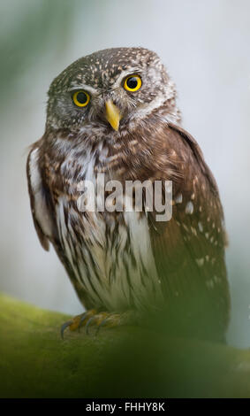 Elbe-Elter, Germania. Il 23 febbraio, 2016. Un gufo pigmeo (Glaucidium passerinum), fotografato alla stazione raptor 'Oppelhainer Pechhuette' del Forester Hohenleipisch ufficio nel distretto rurale di Elbe-Elter, Germania, 23 febbraio 2016. La stazione di Raptor è il principale sito per la ricezione e la supervisione di feriti i rapaci diurni e notturni. Principali obiettivi è la reintroduzione allo stato selvatico. Foto: Patrick Pleul/dpa/Alamy Live News Foto Stock