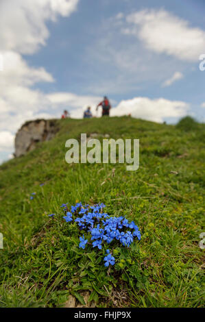 La molla la genziana (Gentiana verna) Alpine fiori selvatici al vertice di Karstein. Kitzbühel Kitzbühel. Austria Foto Stock