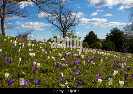 Centinaia di crochi nella luce del sole int egli Sheffield Botanical Gardens Foto Stock