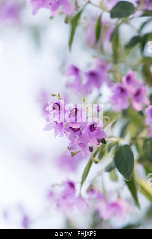 Prostanthera ovalifolia. Oval lasciava mint bush in fiore Foto Stock