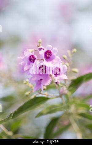 Prostanthera ovalifolia. Oval lasciava mint bush in fiore Foto Stock