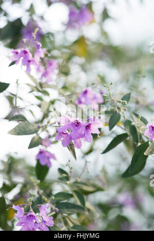 Prostanthera ovalifolia. Oval lasciava mint bush in fiore Foto Stock