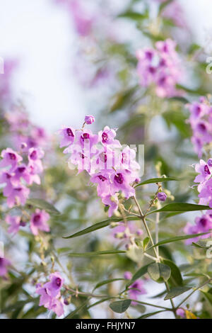 Prostanthera ovalifolia. Oval lasciava mint bush in fiore Foto Stock