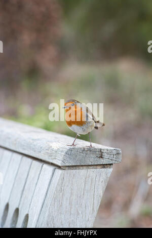 Erithacus Rubecula. Robin su una panchina da giardino in inverno Foto Stock