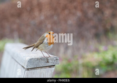 Erithacus Rubecula. Robin su una panchina da giardino in inverno Foto Stock