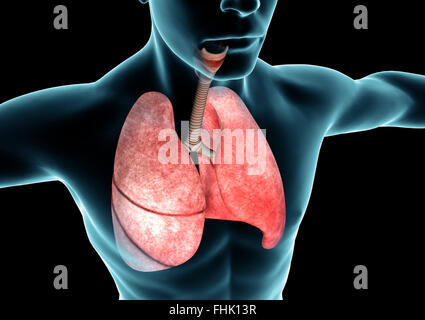 Il sistema respiratorio, polmoni, x-ray, anatomia del corpo umano Foto Stock