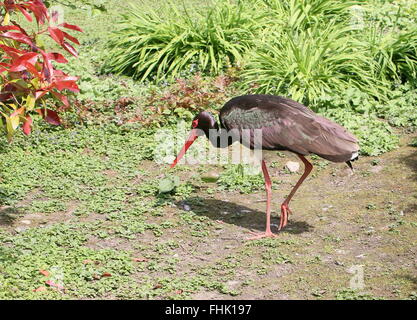 Eurasian Cicogna Nera (Ciconia nigra) Foto Stock