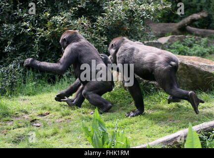 Maliziosa giovane maschio pianura occidentale gorilla inseguendo la sua vecchi gemelli Foto Stock