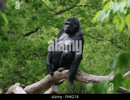 Giovane femmina pianura occidentale gorilla seduto su un ramo Foto Stock