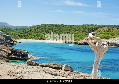 A Maiorca Isole Baleari: un ramo morto e il Mare Mediterraneo e macchia mediterranea in Cala Estreta, una spiaggia remota nel nord dell'isola Foto Stock