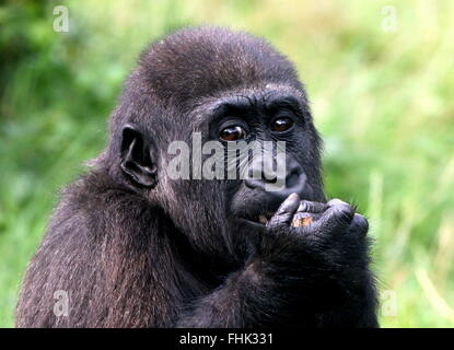 Giovane maschio pianura occidentale gorilla, mangiando le mani incrociate davanti alla bocca Foto Stock