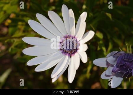 Osteospermum fiore Foto Stock