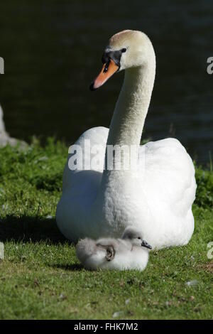 Disattiva il cigno con cygnet baby Foto Stock