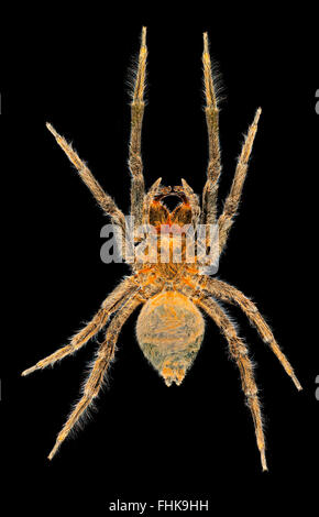 Campana subacquea spider o ragno acqua, Argyroneta aquatica, darkfield fotografia macro Foto Stock